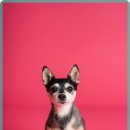 미소동물의료센터 이미지