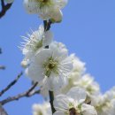 민들레병원 이미지