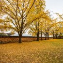 미옥농장 | 충청남도 보령 가볼만한곳 은행나무 명소 보령 청라은행마을 축제