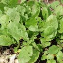 샘터농장 이미지