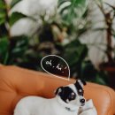 석류애견 이미지