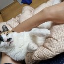 서울허브동물병원 이미지