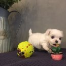 아이러브독 강아지분양 부천점 이미지