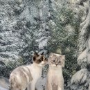 묘묘 고양이 미용실 네이버블로그