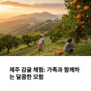새미민박 | 제주 감귤체험 진짜 재밌을까? 가족들과 해본 후기