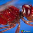 고추잠자리 이미지