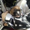 하룻강아지 이미지