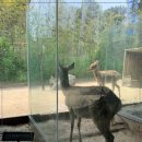 드림꽃사슴 이미지