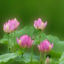 홍연 Daum카페