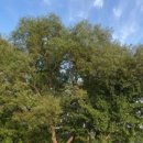 세븐일레븐 남양주송촌리점 이미지