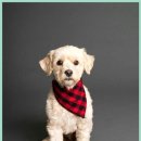 수송반려동물병원 | 송파에서 찾은 24시간 믿음가는 반려동물병원 강아지 건강검진 솔직후기