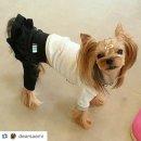 몽타주 첫 패셔니스타견들~인스타 후기모음^^