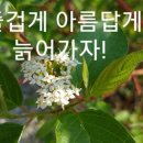 재미로