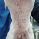 ABC 동물의료센터 이미지