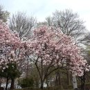 수정단대-A-1 | 천안 벚꽃 명소 | 단대호수 2026 만개 근황 + 뚜벅이 추천