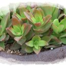 파랑새농장 이미지