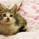 사하라동물병원 이미지