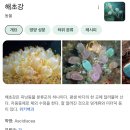 인도양 자바해구 바닥(약 7000m)에서 최초로 발견된 괴생명체 (해파리? extraordinary gelatinous animal) 이미지