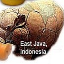 돼지제국 이미지