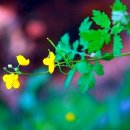 소래화원 이미지