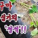 고구마 심는방법 꿀팁 상세히 이미지