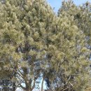 백송 농장 이미지