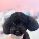 차차펫살롱 이미지