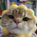 보보캐터리 네이버블로그