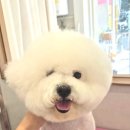 댕컷