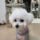 달고나 펫살롱 이미지