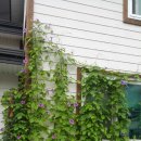 별과풍차 이미지