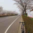 [사천 라이딩/사천자전거여행] 벚꽃과 바다 그리고 산을 한꺼번에 느낀 사천 자전거 투어 후기