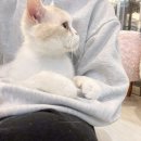 사분의삼 | 김해고양이카페 내외동 캣과사분의삼 개냥이천국 실내데이트추천