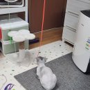나나냥냥 이미지
