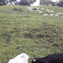 데미샘꿈그린 이미지