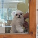 강아지는 미용빨 이미지