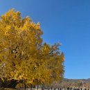 반계초등학교 | 원주 반계리 은행나무 방문기｜황금빛 가득한 가을 여행