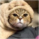 요이땅 브런치