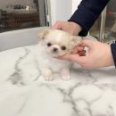 빼로독 강아지분양 의정부본점 이미지