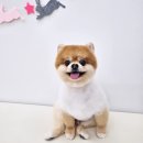 아모르 펫 살롱 이미지