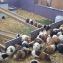 홍천동키마을 이미지