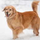 대한리트리버 이미지
