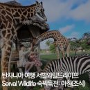 케냐빈 | 아프리카 탄자니아 신혼여행 서벌와일드라이프 Serval Wildlife 아침 조식 (vs 케냐 기린호텔)
