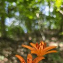 쉼터골 | 엘도라도의 산행기, 아산 황산(매봉재), 긴골산 산행(충남아산), 운동산행을 핑계로 찾아간 아산의 이름...