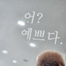 독크루 첨단점 | 첨단애견유치원 맘껏 뛰놀고 호텔에서 쉬기!