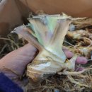 초일농장 이미지