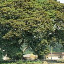 관매도 후박나무 이미지