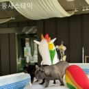 뚱새스테이 이미지