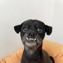 리리댕댕 이미지