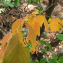 작은 불꽃 이미지